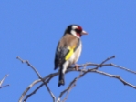 wGoldfinch.jpg